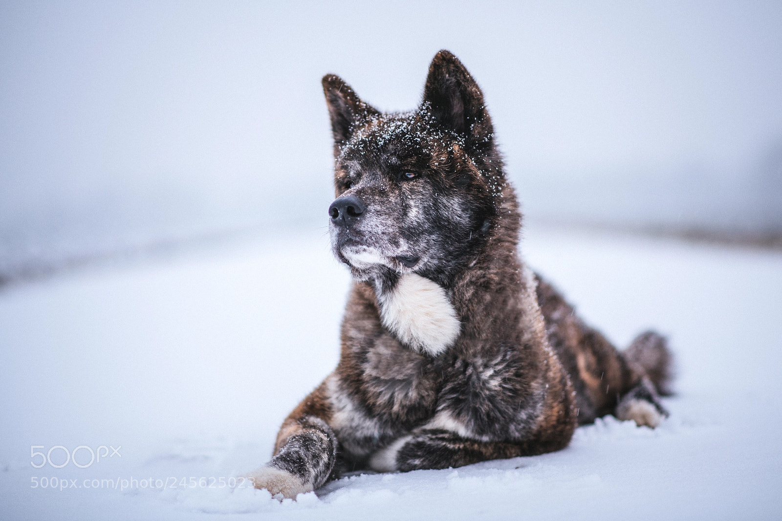 Nikon D850 sample photo. Wintertime photography