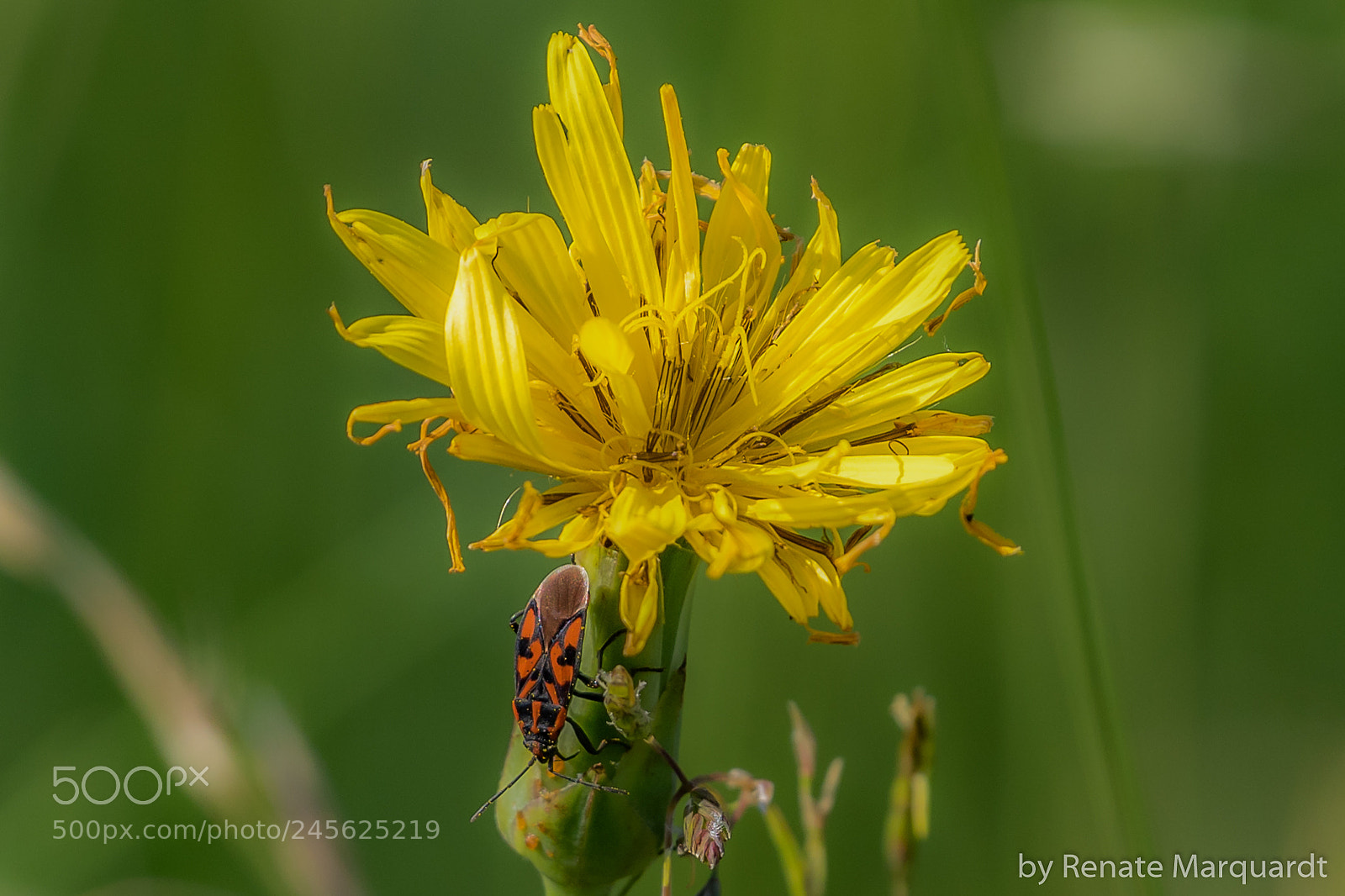 Canon EOS 7D Mark II sample photo. Bodenwanzen oder langwanzen (lygaeidae) photography