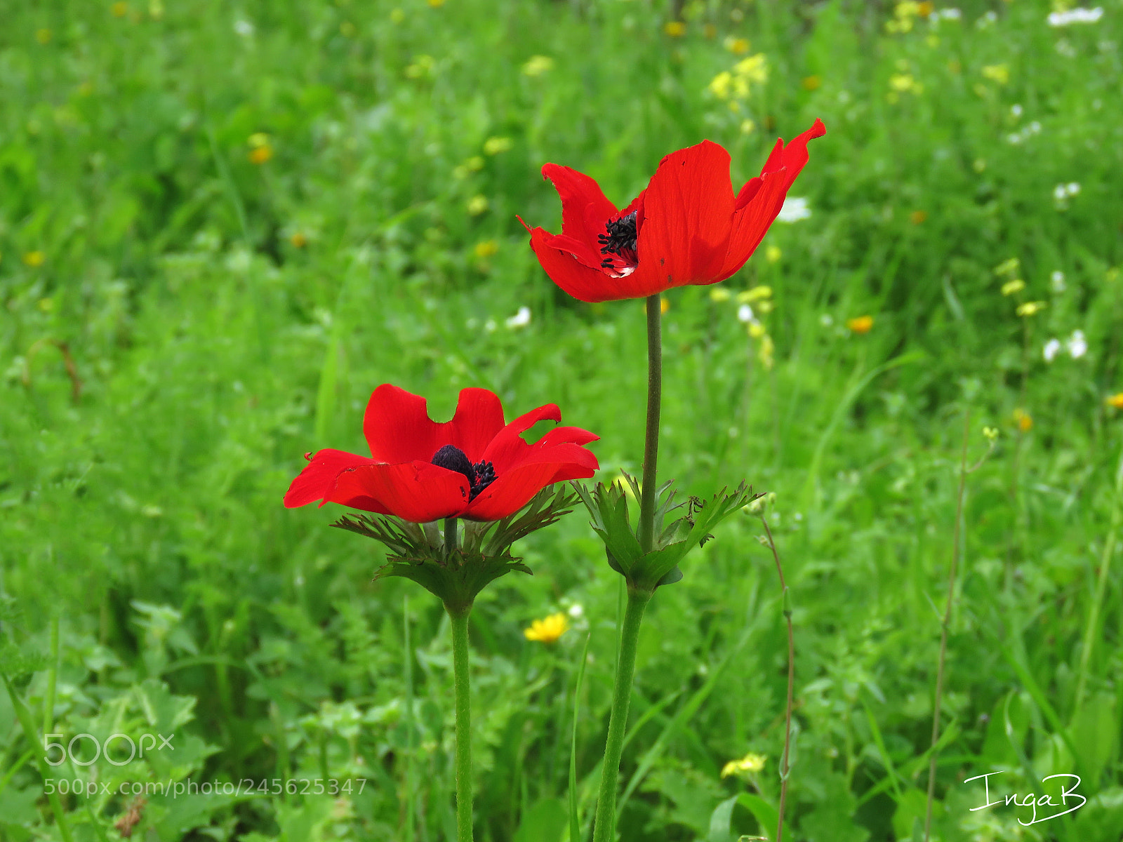 Canon PowerShot SX60 HS sample photo. Two of a kind photography