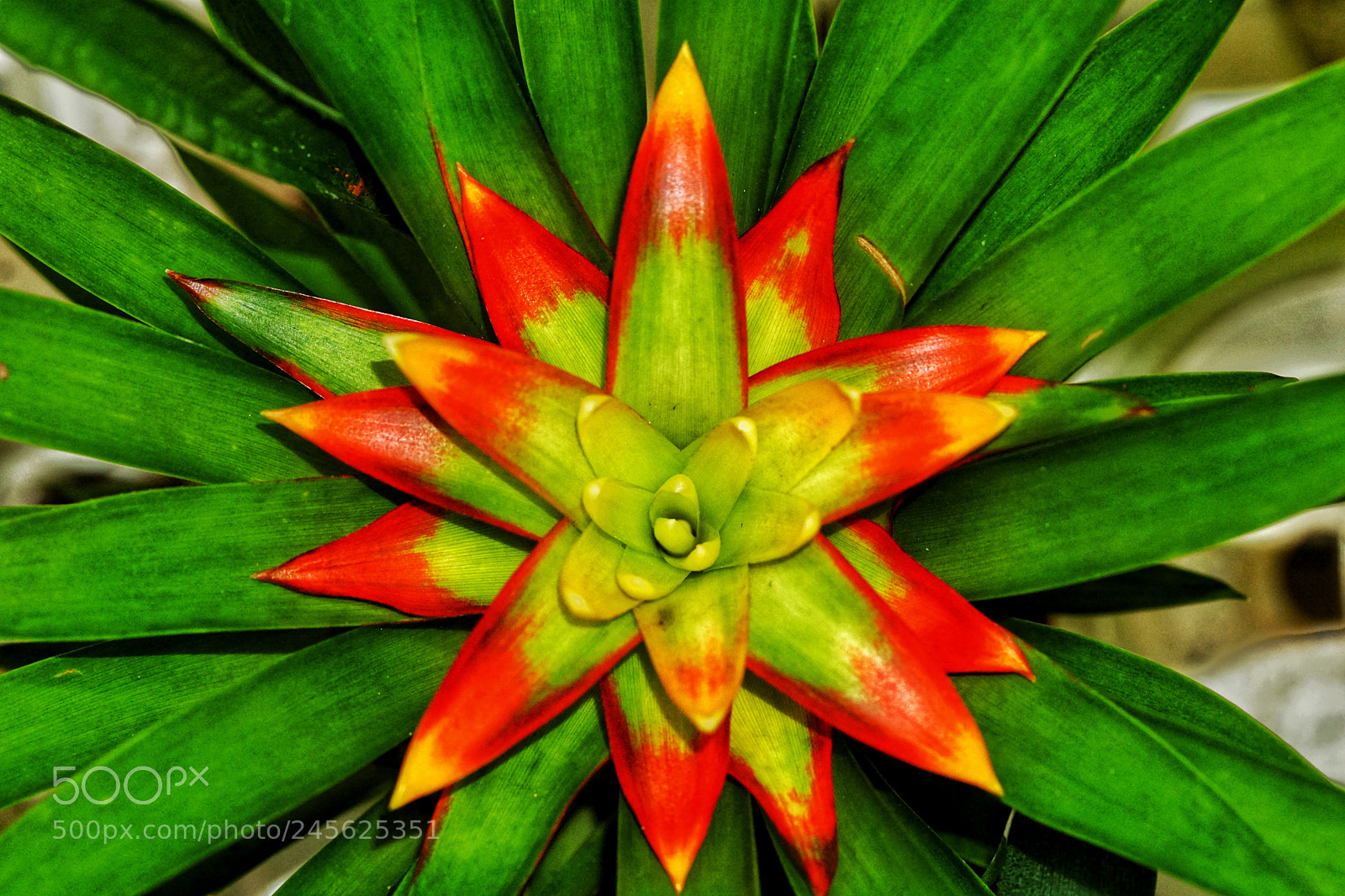 Sony a6300 sample photo. Bromelia photography
