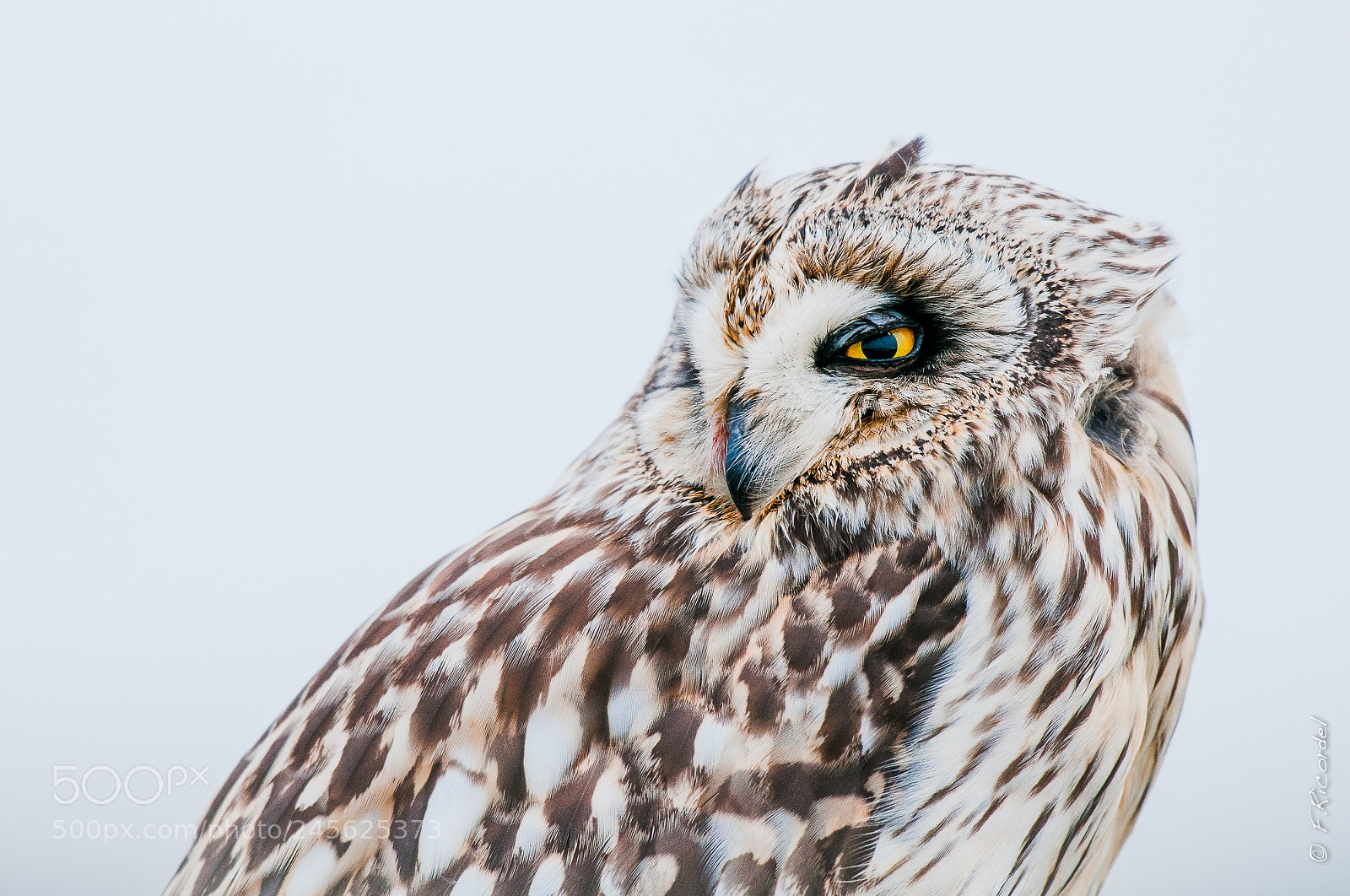 Nikon D300 sample photo. Because the short-eared owl photography
