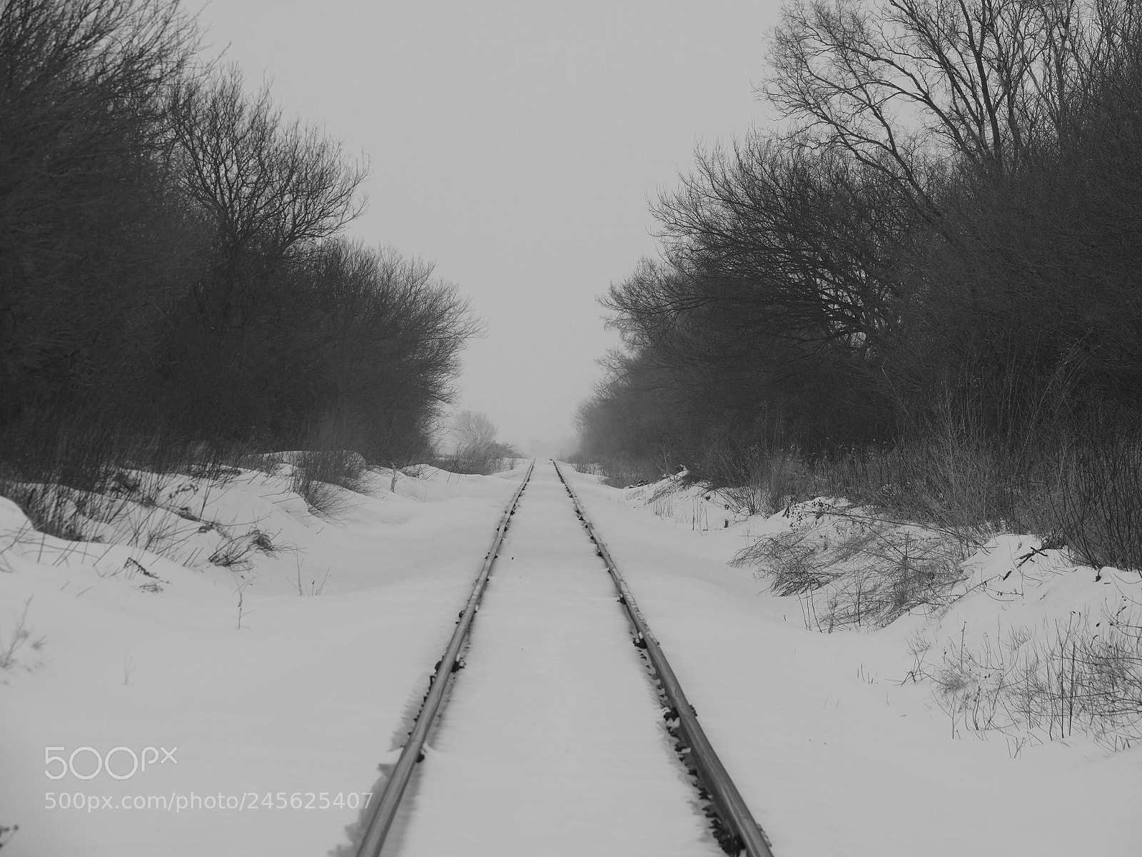 Olympus OM-D E-M1 sample photo. Tracks in the snow photography