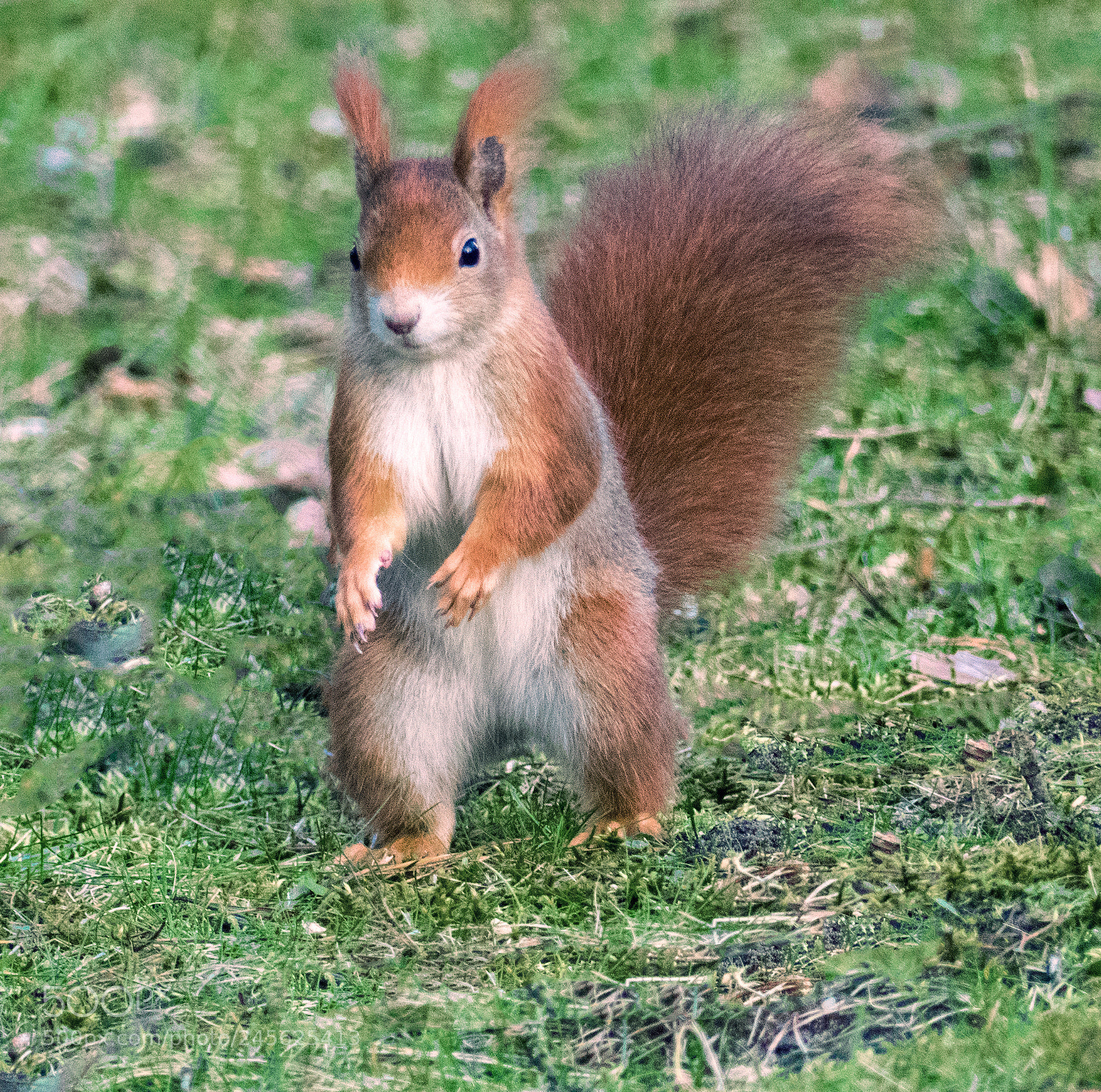 Panasonic Lumix DMC-FZ300 sample photo. Eichhörnchen photography