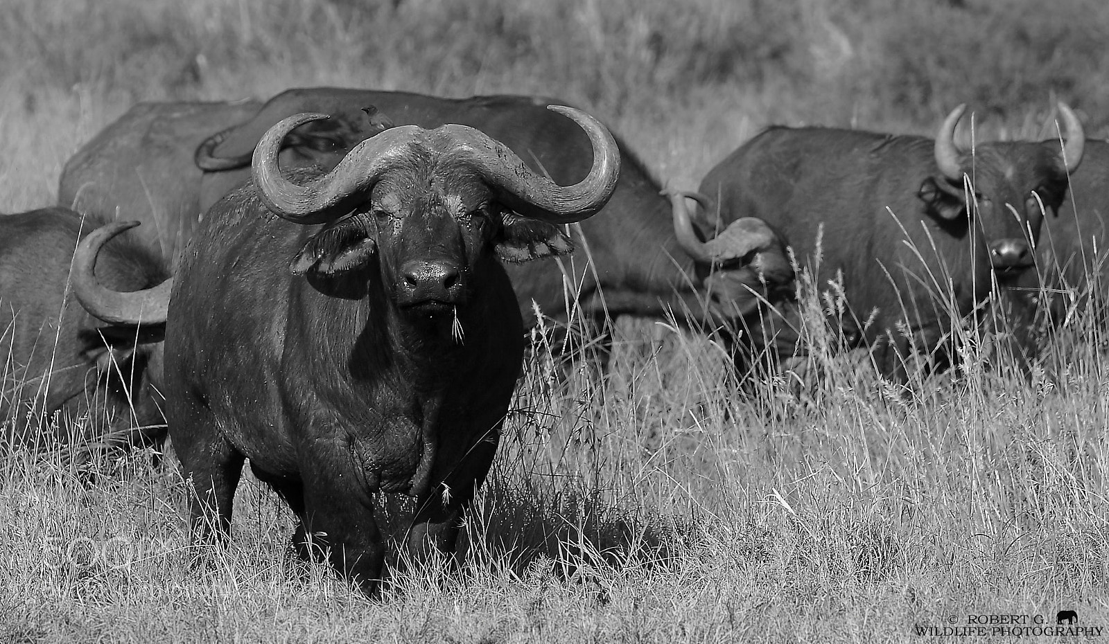 Sony SLT-A77 sample photo. Group of buffalo photography