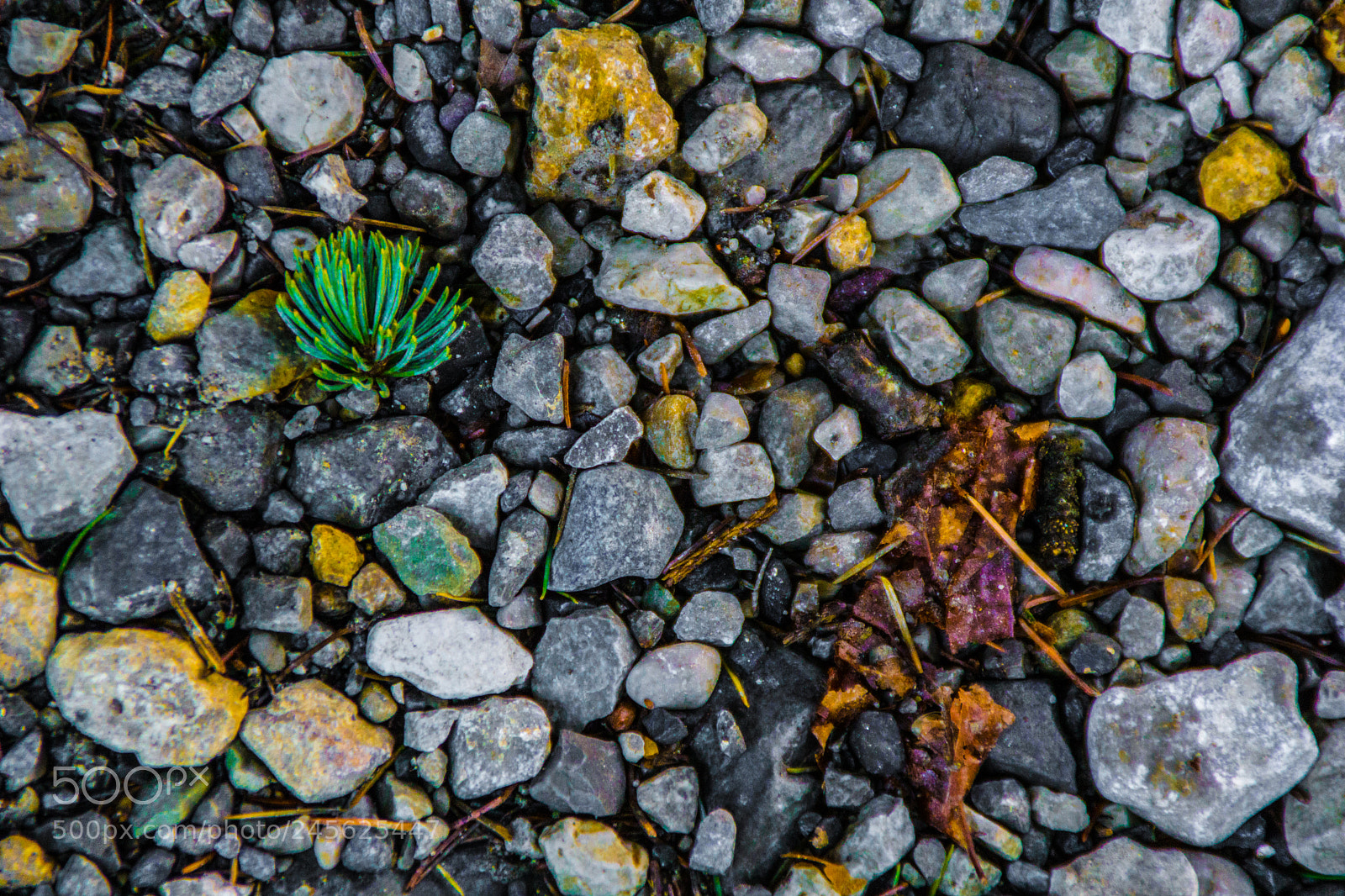Sony a5100 sample photo. Walking on castione pt5 photography