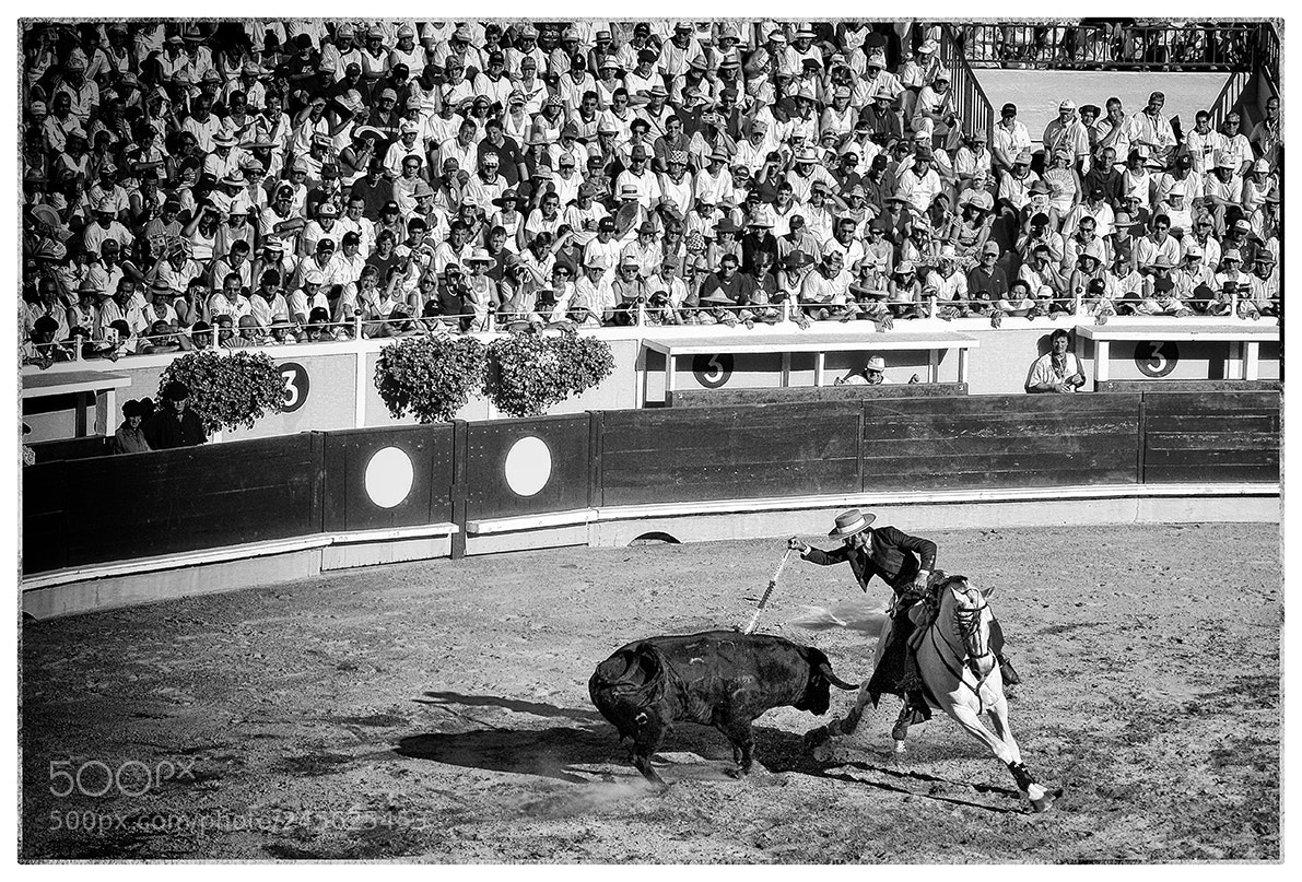 Sony DSC-R1 sample photo. Corrida photography