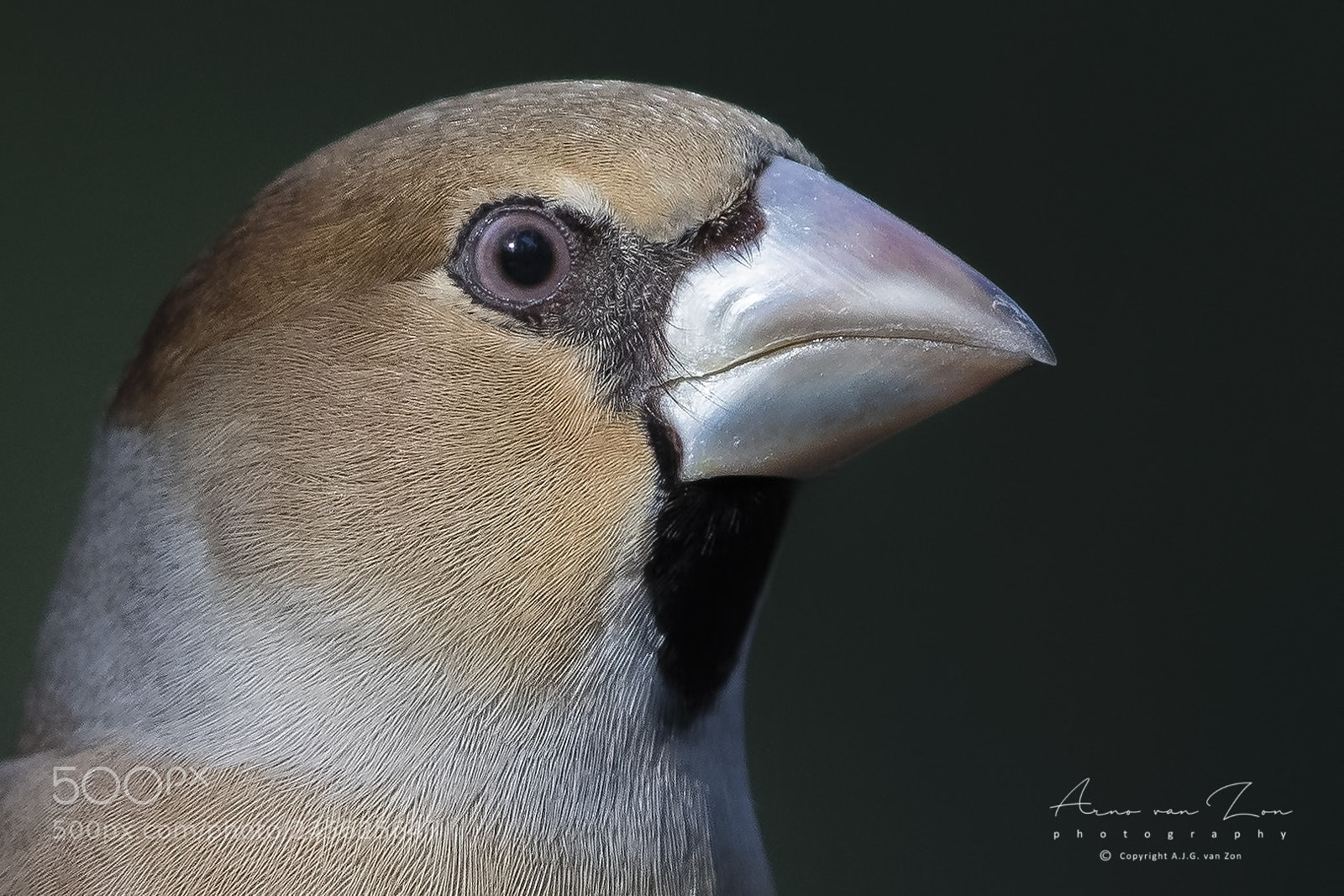 Canon EOS-1D X Mark II sample photo. Hawfinch... photography