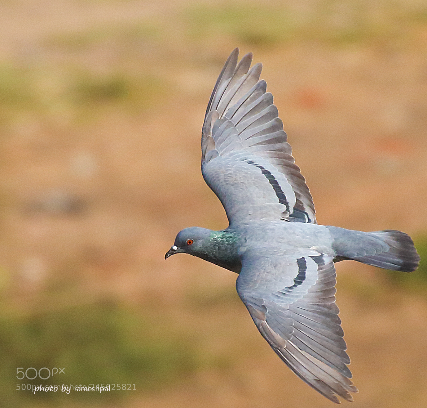 Canon EOS 760D (EOS Rebel T6s / EOS 8000D) sample photo. Bird in flight photography