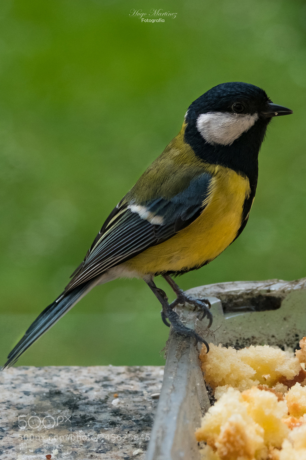 Fujifilm X-T2 sample photo. Herrerillo. photography