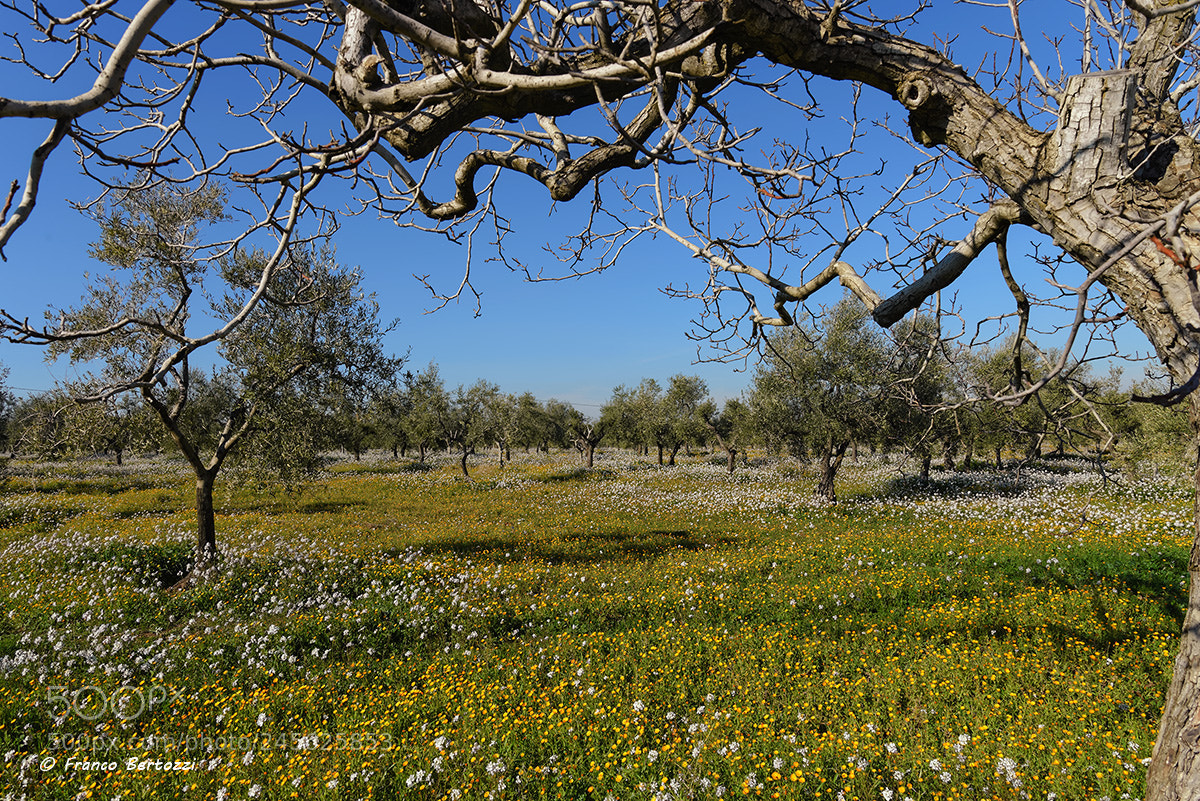 Nikon D610 sample photo. Olive trees and flowers photography