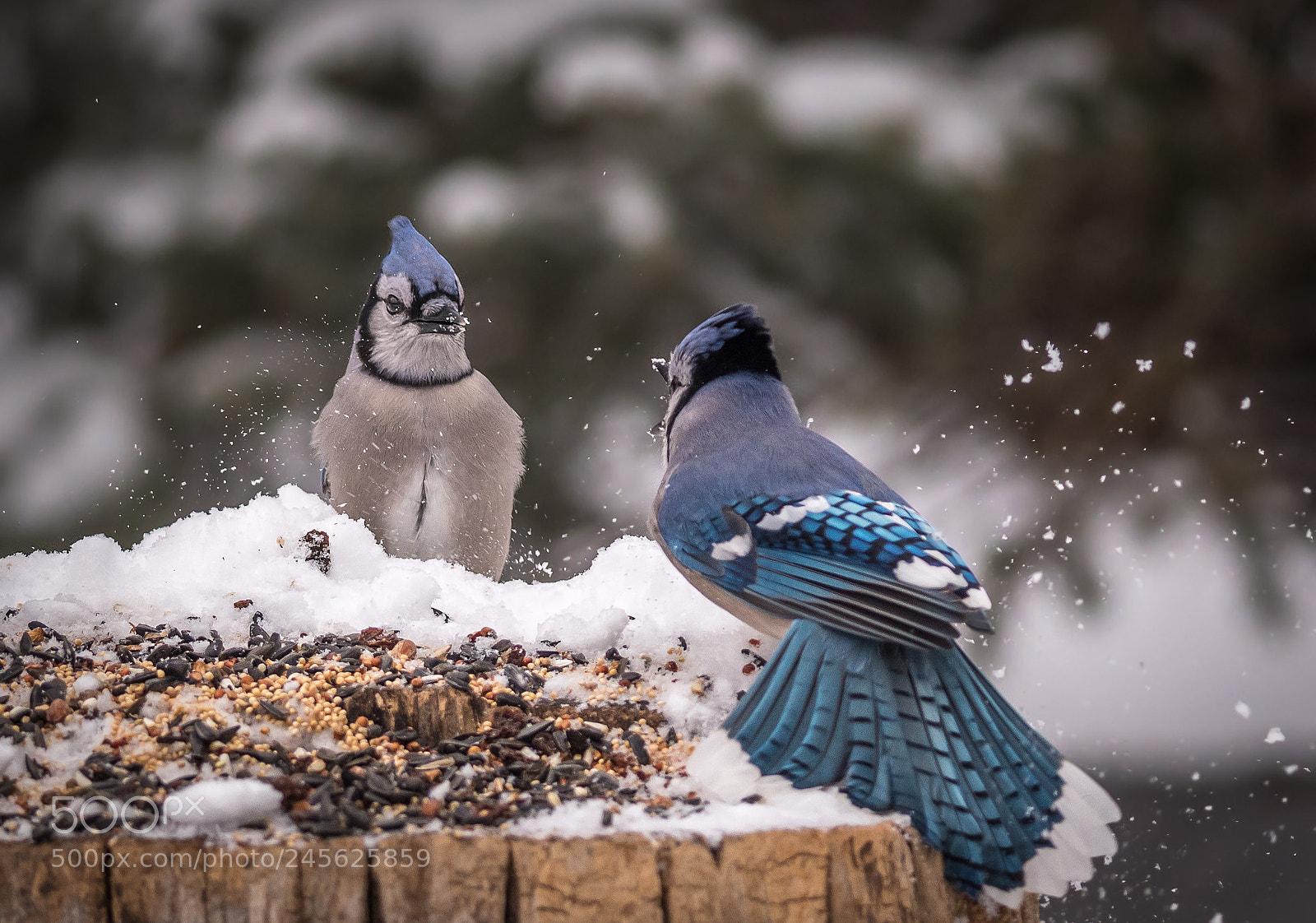 Nikon D500 sample photo. Fighting blue jays photography