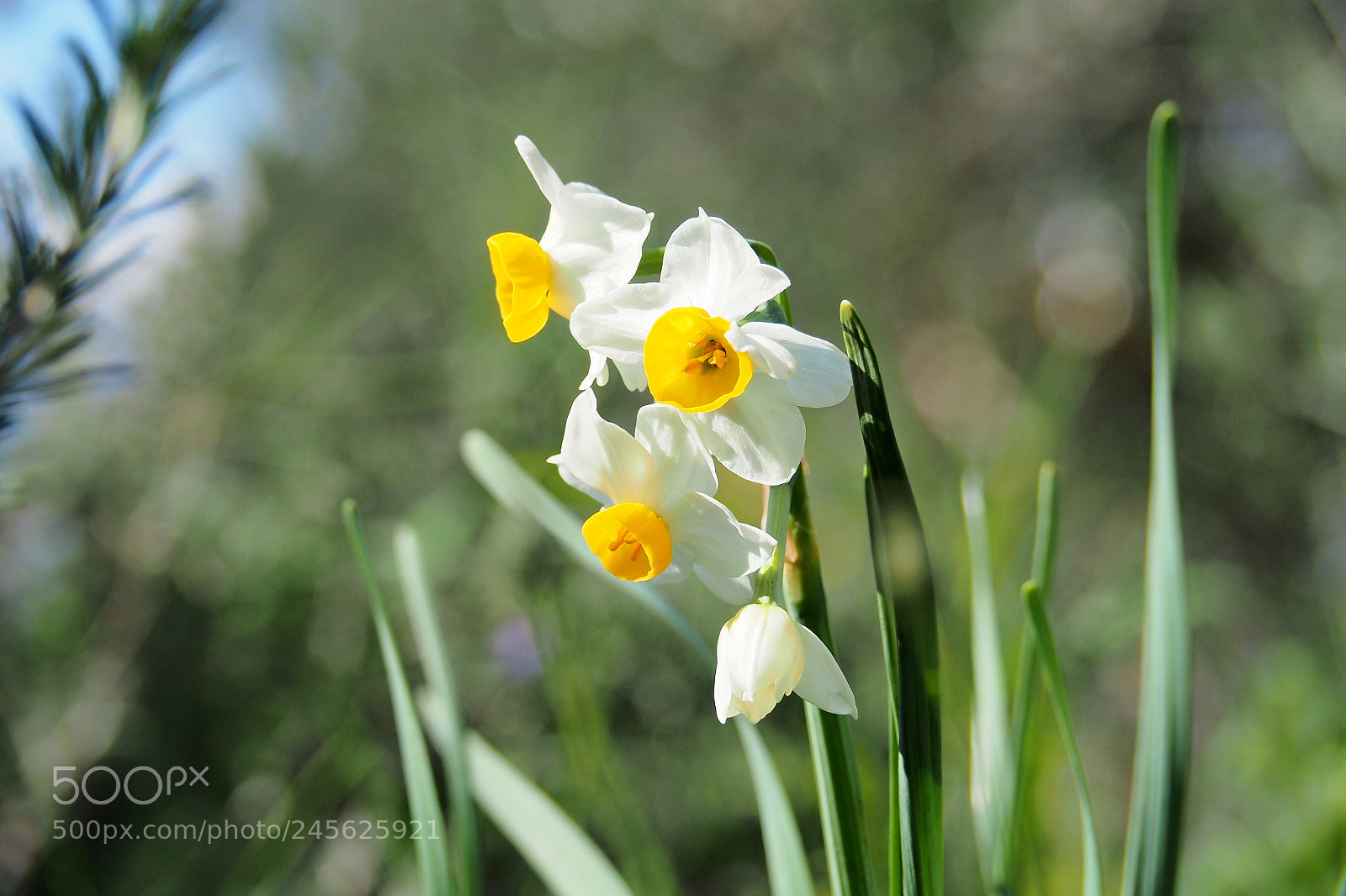 Olympus OM-D E-M10 sample photo. Early daffodils photography