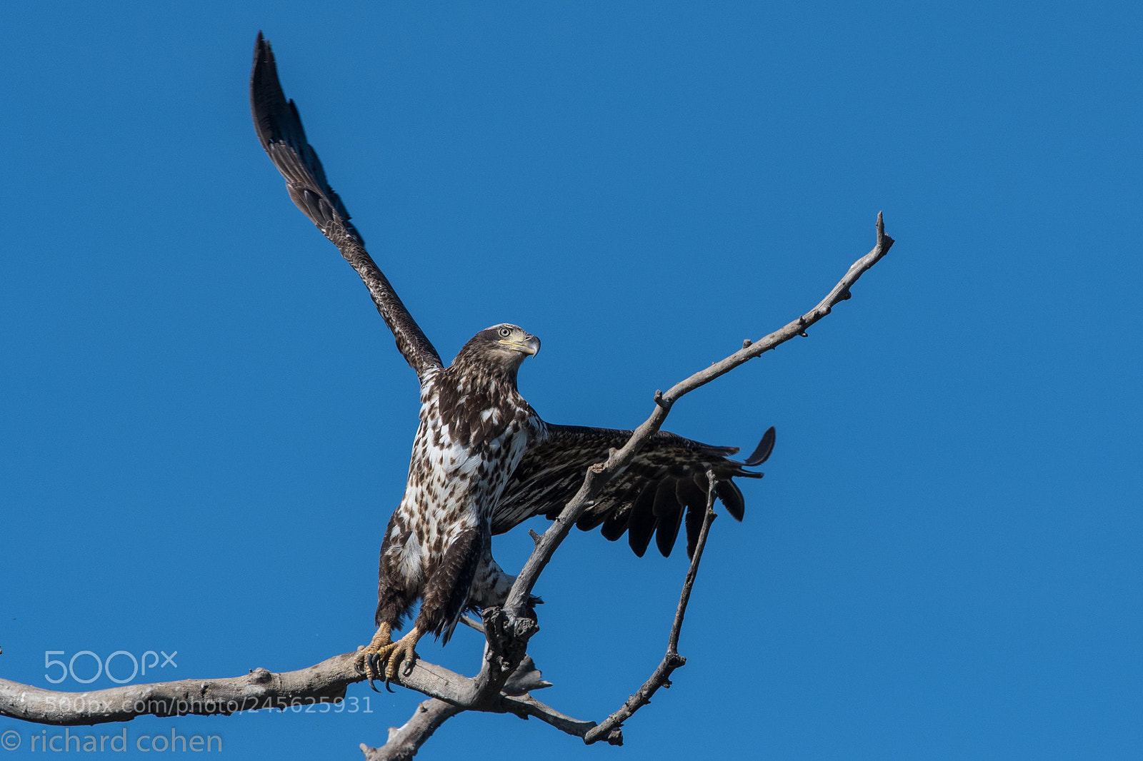 Nikon D500 sample photo. Look ma i'm flying!! photography