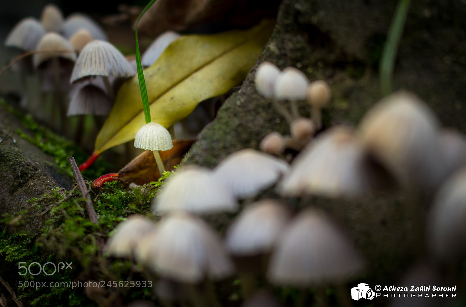 Canon EOS 700D (EOS Rebel T5i / EOS Kiss X7i) sample photo. Little white forest mushroom photography