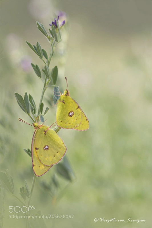 Canon EOS 60D sample photo. Luzerne double photography