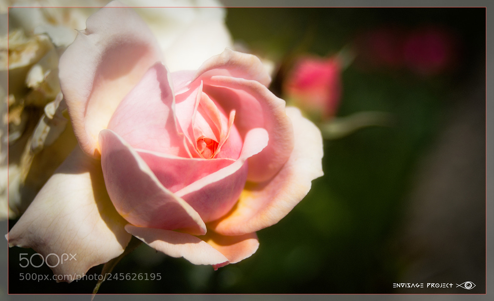Sony a7R sample photo. Rose photography