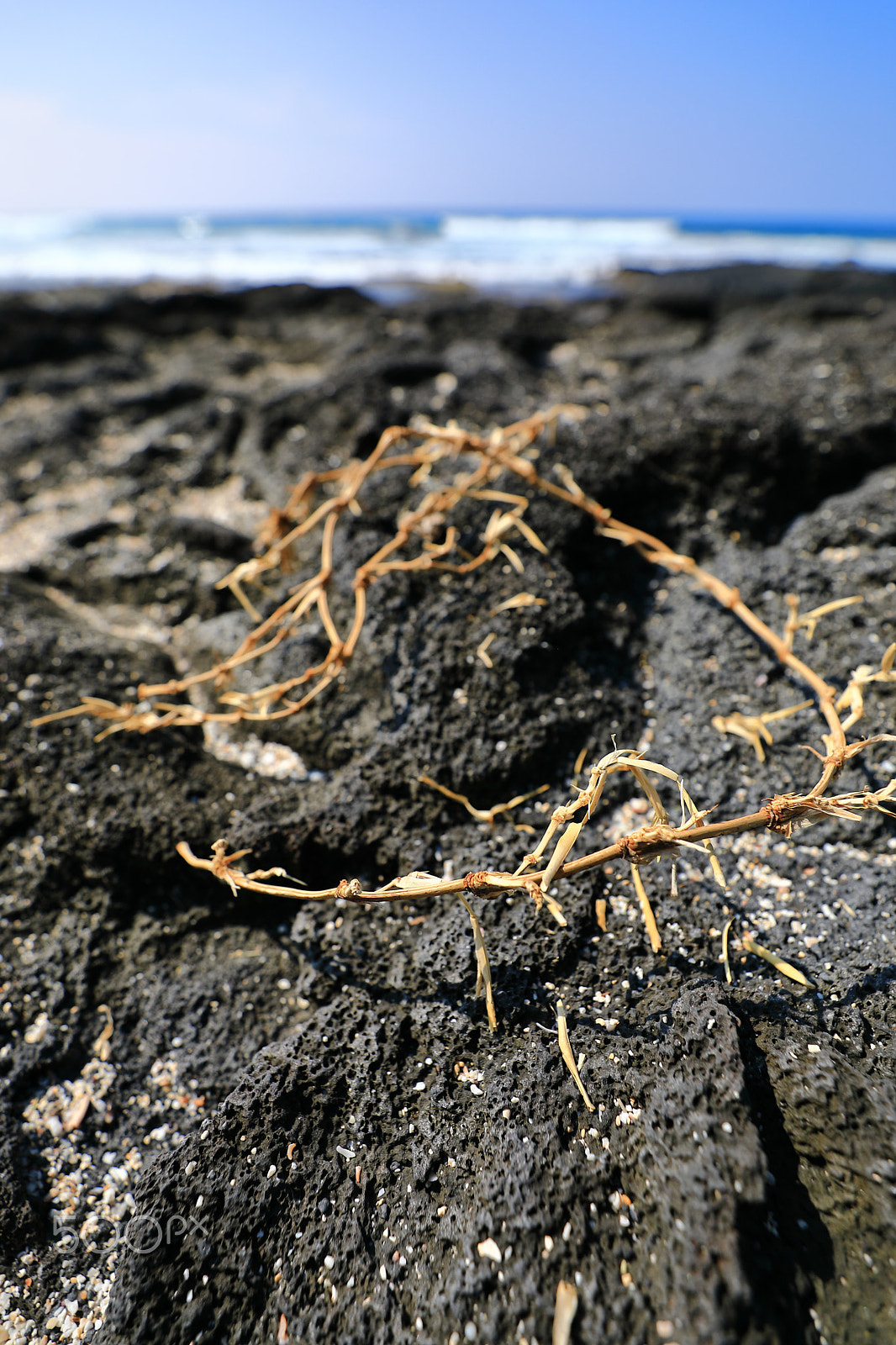 Canon EF 16-35mm F2.8L III USM sample photo. Crown of thorns - dried seaweed by the ocean photography