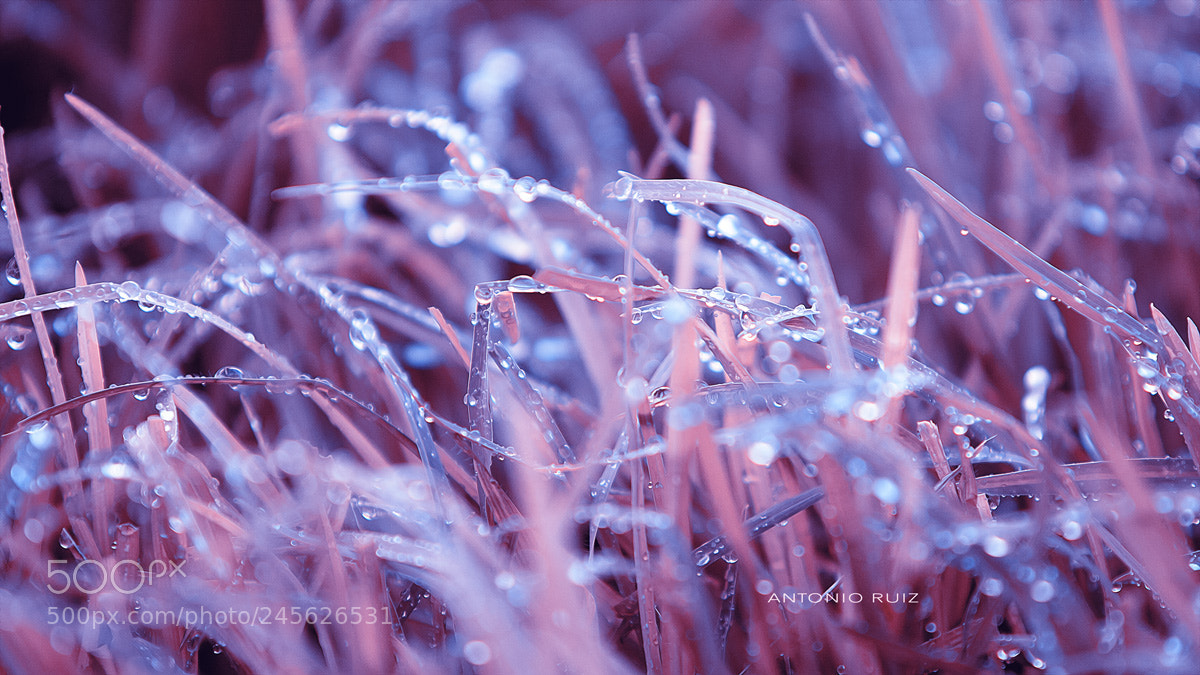Canon EOS-1D Mark III sample photo. Gotas photography