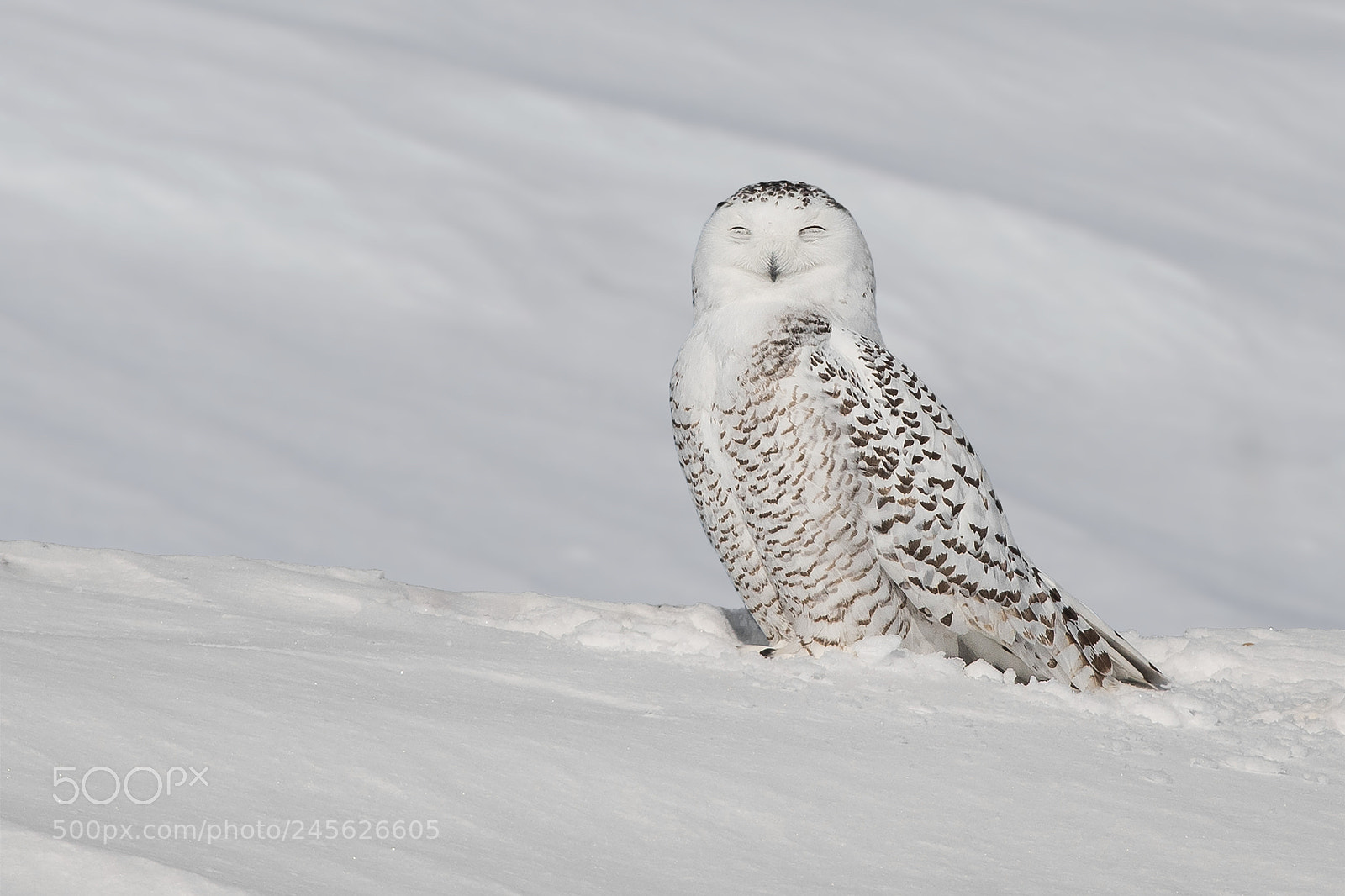 Nikon D500 sample photo. Snowy owl photography
