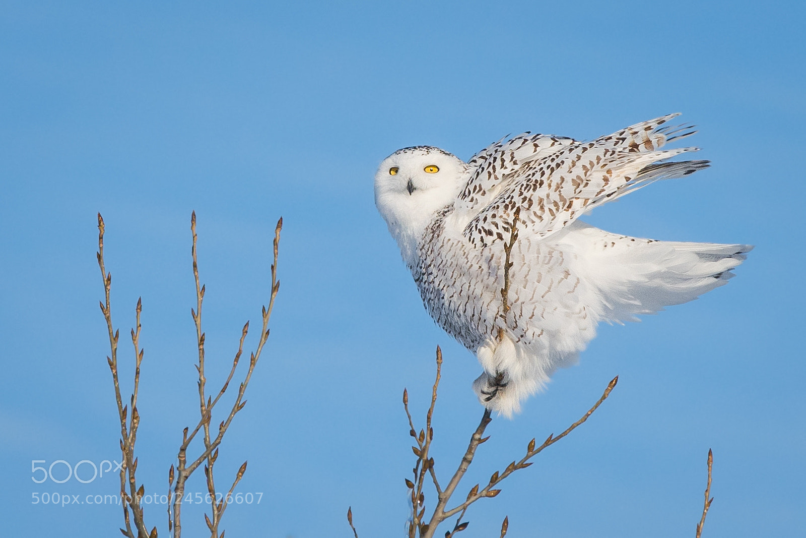 Nikon D500 sample photo. Snowy owl photography