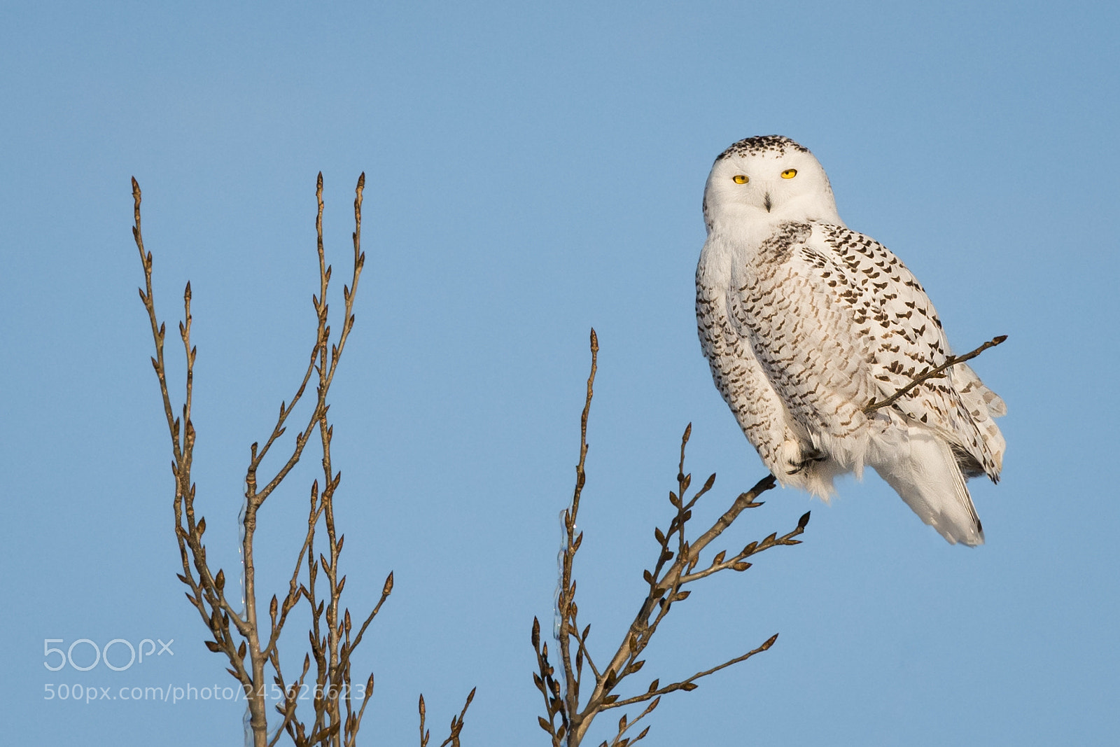 Nikon D500 sample photo. Snowy owl photography
