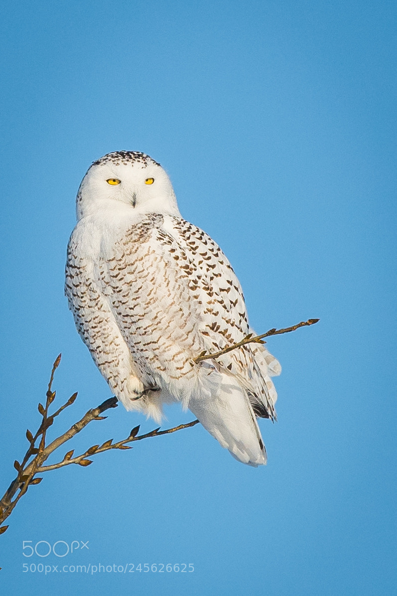 Nikon D500 sample photo. Snowy owl photography