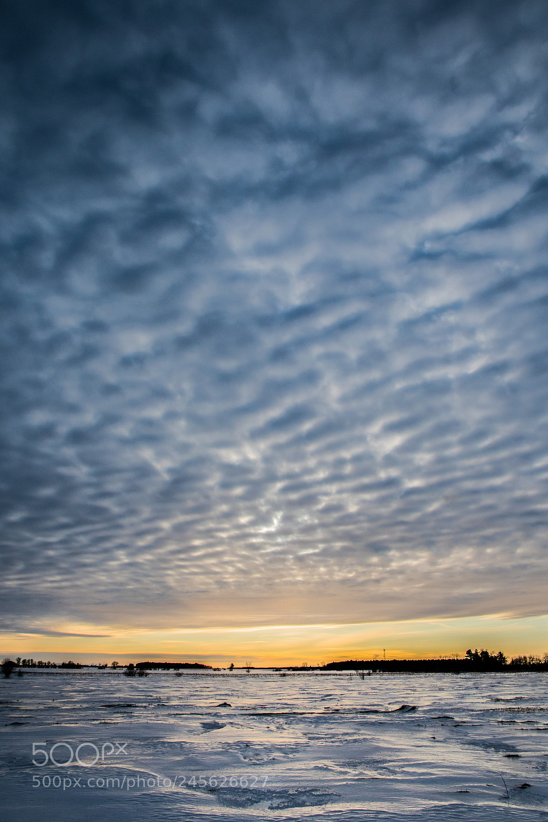 Nikon D500 sample photo. Snowy owl photography