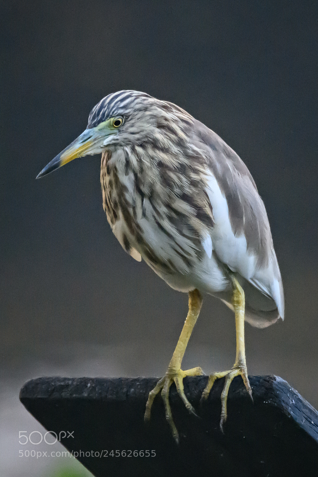 Nikon D850 sample photo. Indian pond heron photography