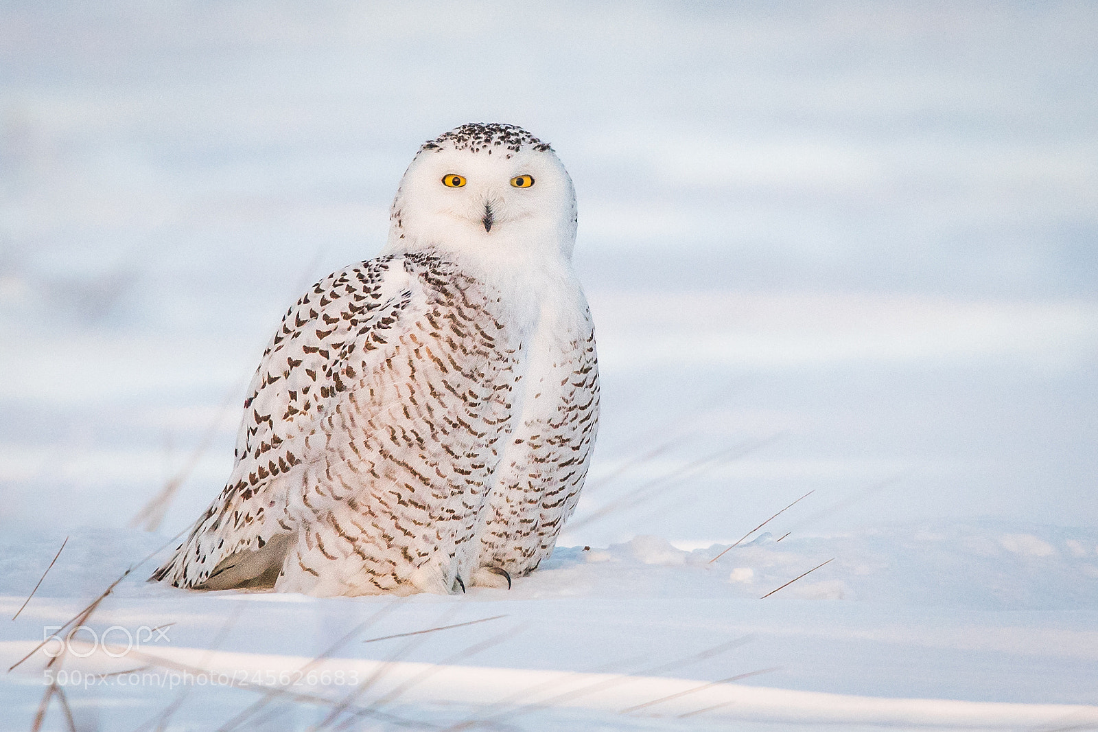 Nikon D500 sample photo. Snowy owl photography