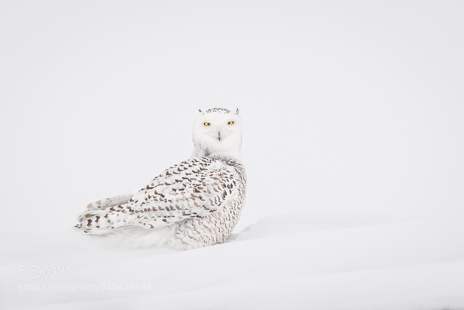 Nikon D500 sample photo. Snowy owl photography