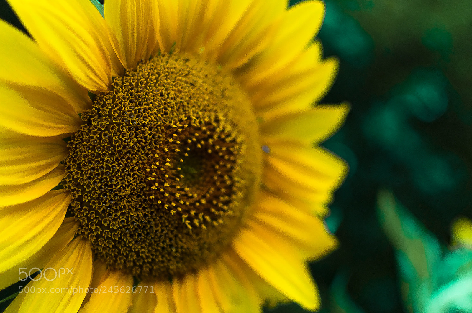 Nikon D5000 sample photo. Sunflower photography