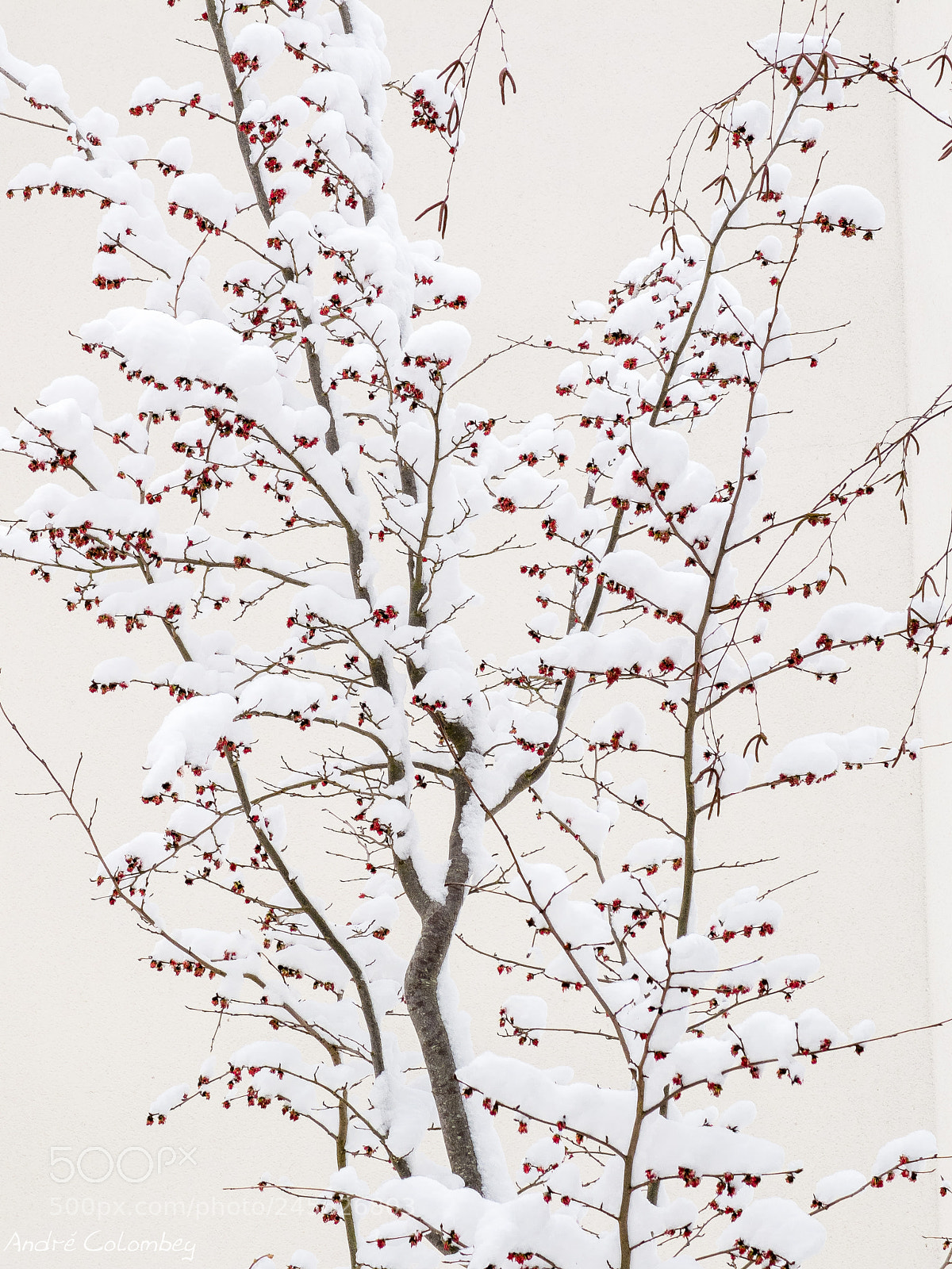 Fujifilm X10 sample photo. Tree and snow photography