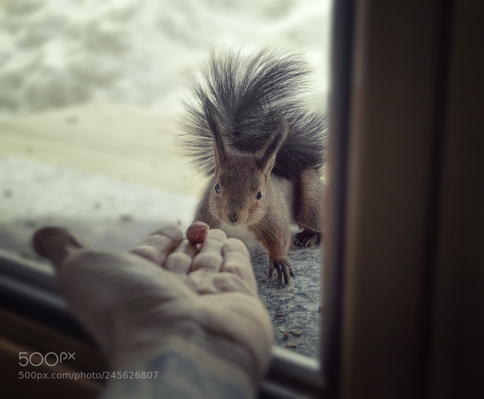 Nikon D810 sample photo. Sweet squirrel photography