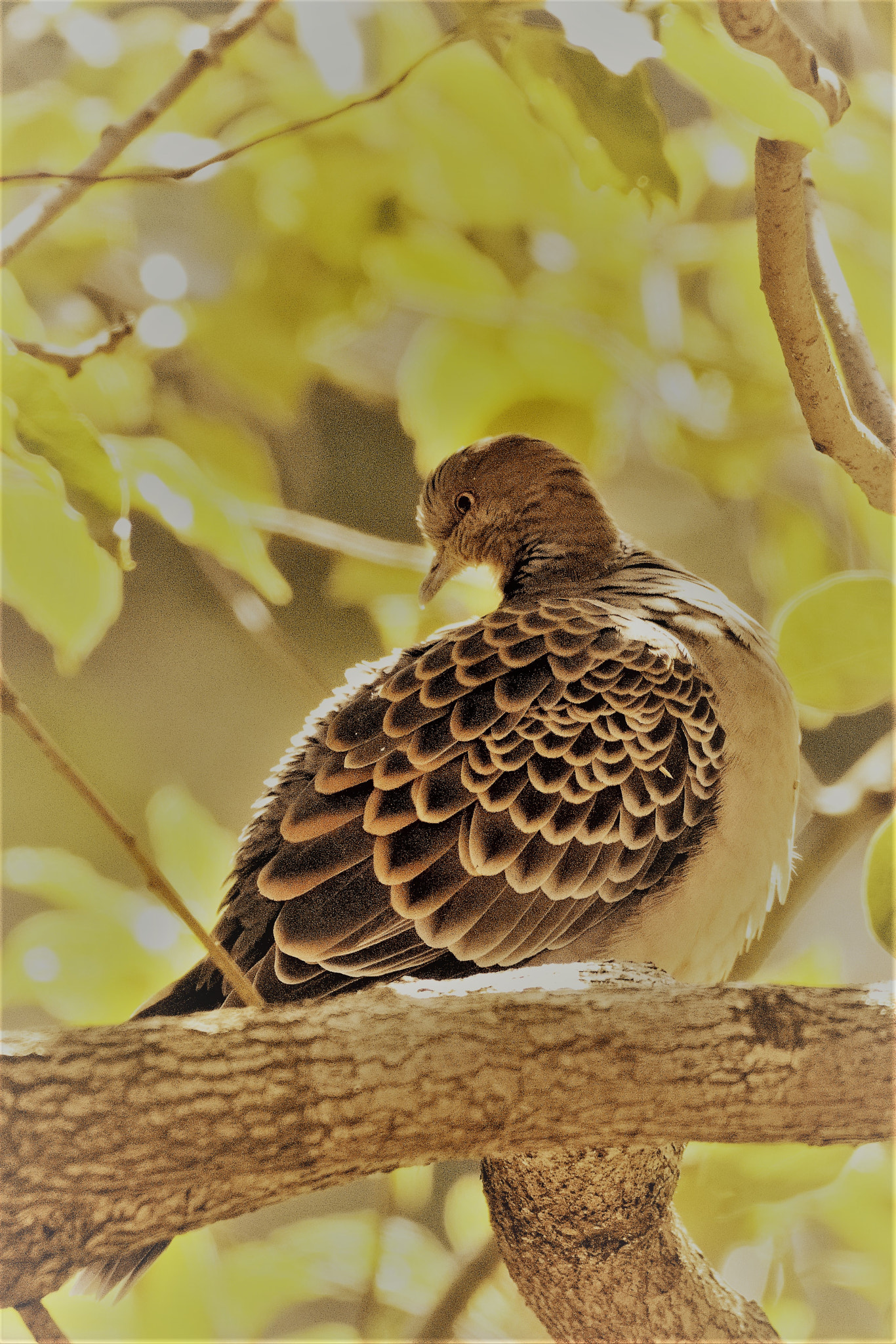 Sigma 150-600mm F5-6.3 DG OS HSM | C sample photo. 樹上の鳩 photography