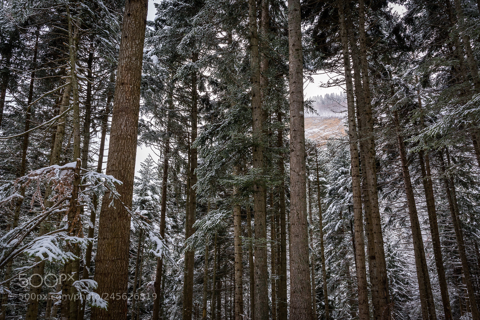 Nikon D7100 sample photo. Chartreuse forest photography