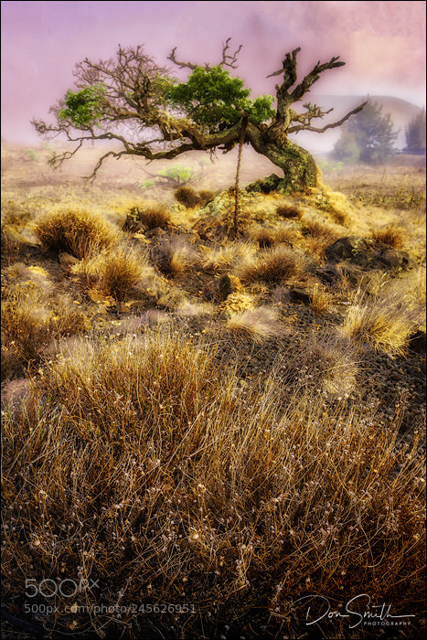 Canon EOS-1Ds Mark III sample photo. Withered tree in volcanoes photography