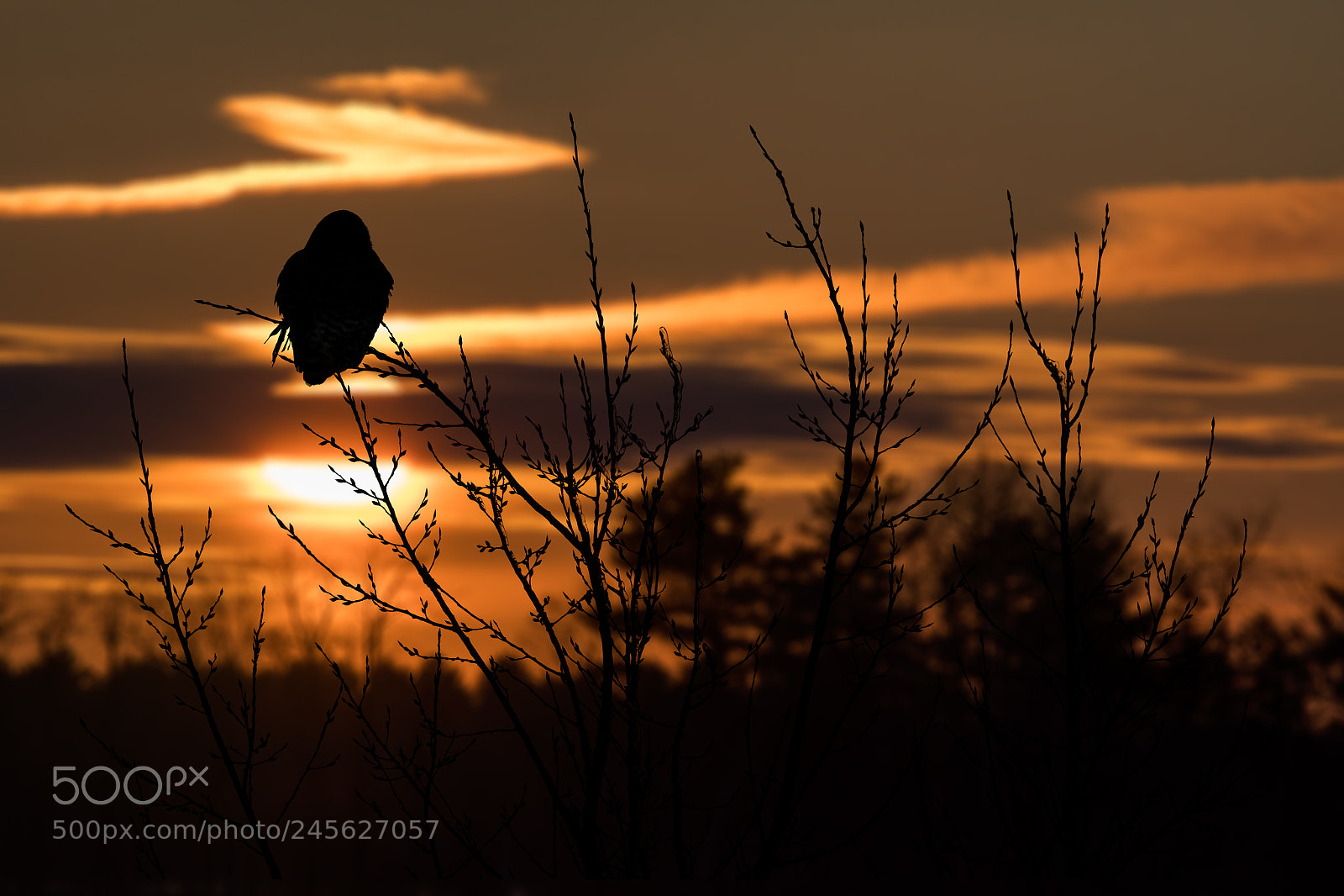 Nikon D500 sample photo. Snowy owl photography
