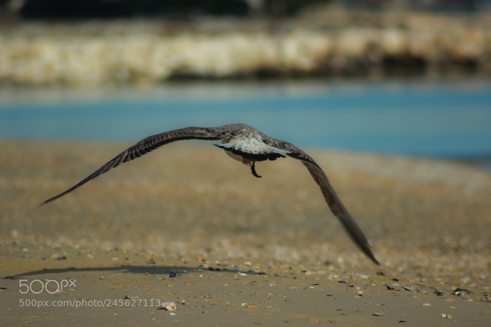 Canon EOS 1200D (EOS Rebel T5 / EOS Kiss X70 / EOS Hi) sample photo. Seagull photography