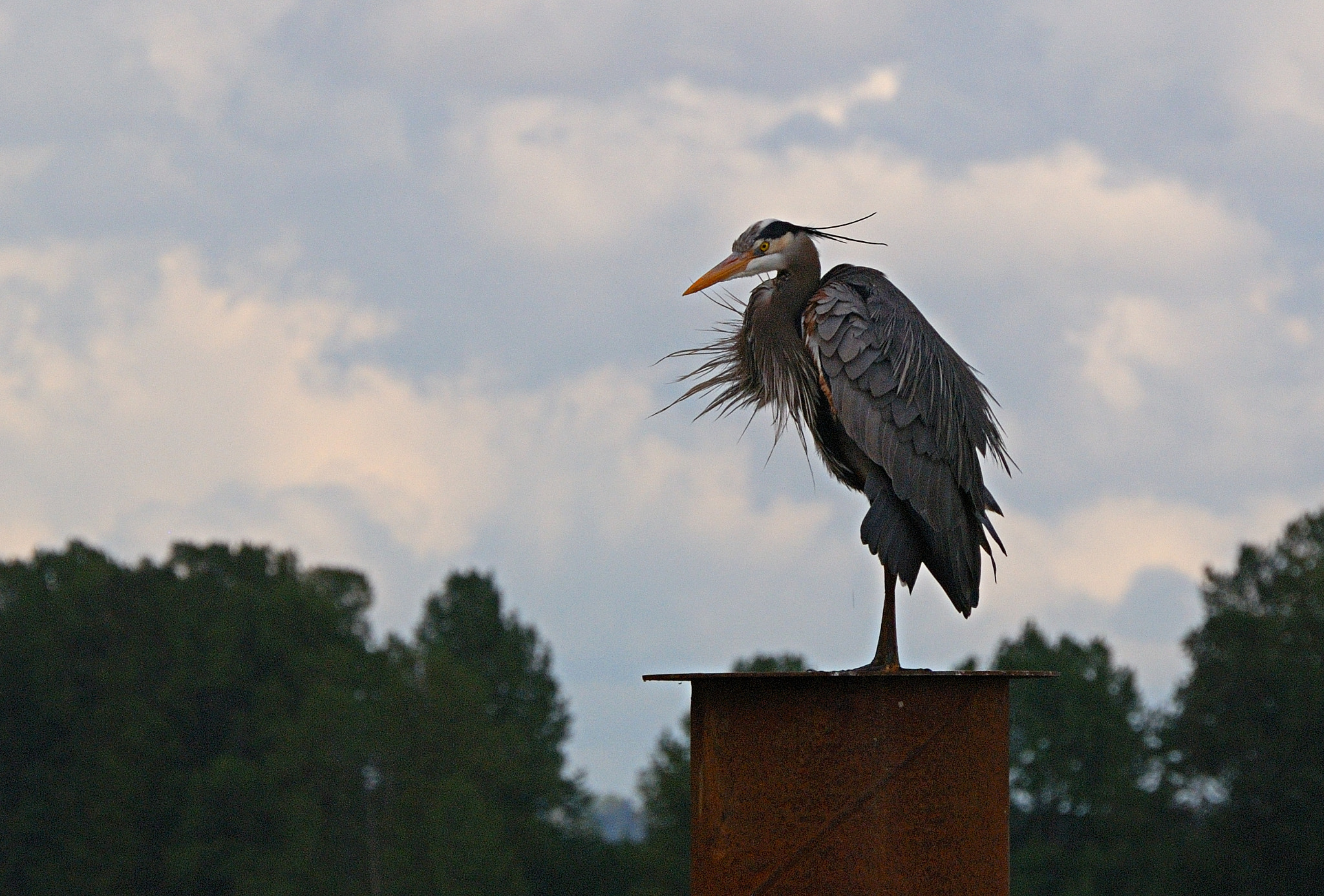 Nikon D80 sample photo. Blue heron photography