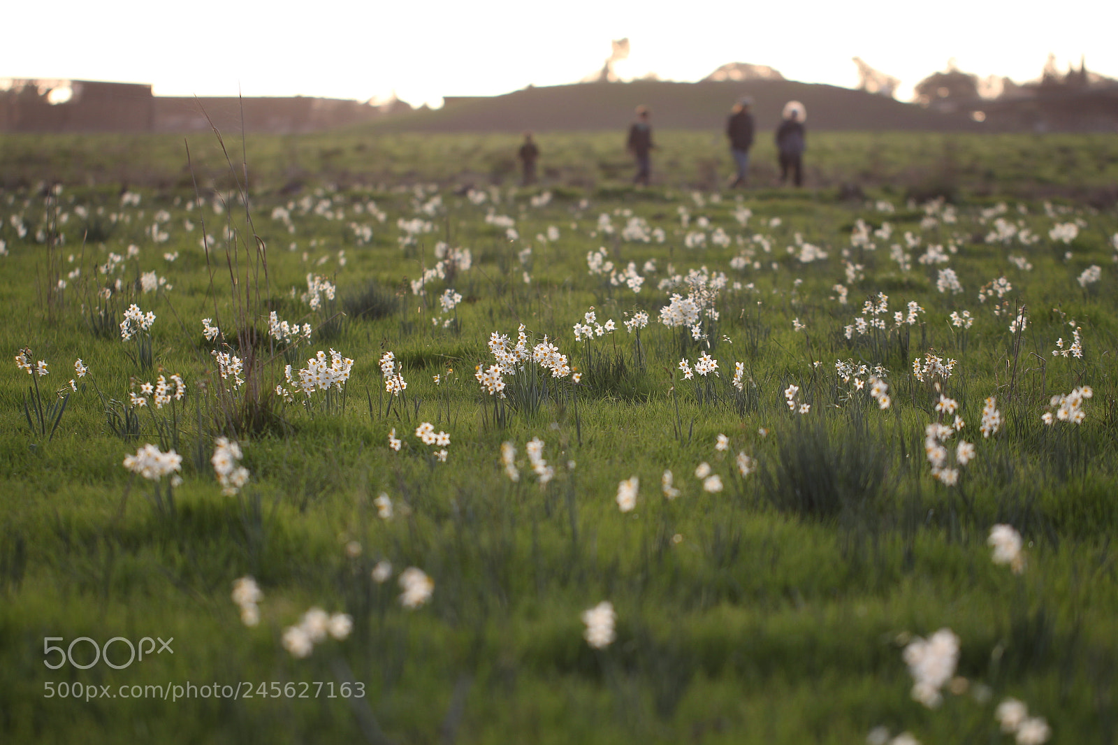 Canon EOS 60D sample photo. Narcissus blossom - nature photography
