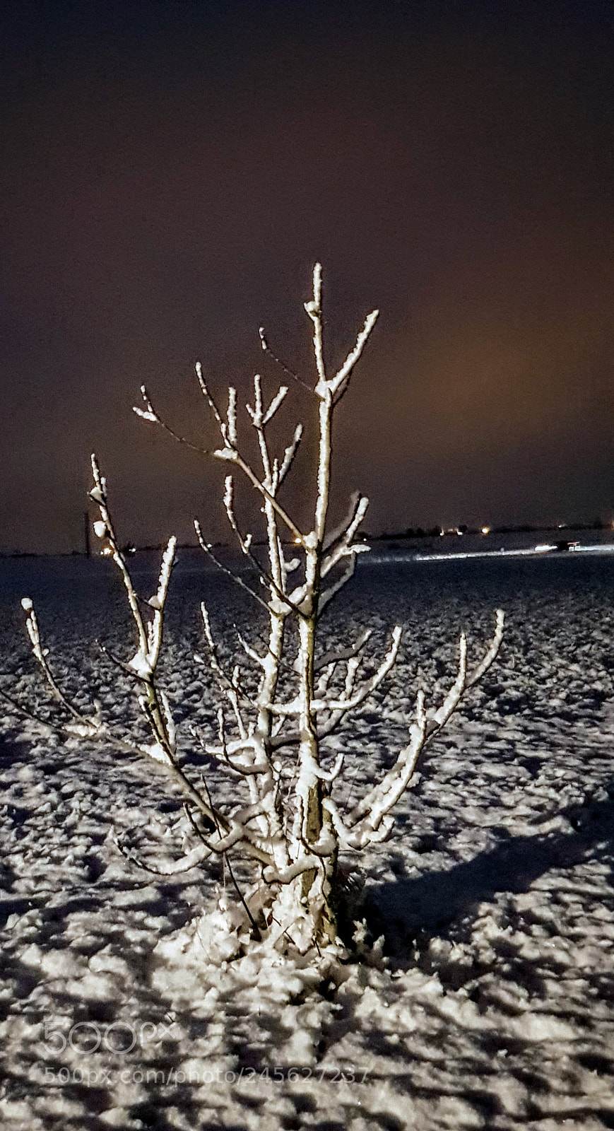 Samsung Galaxy S8 sample photo. Figuier sous la neige ! photography
