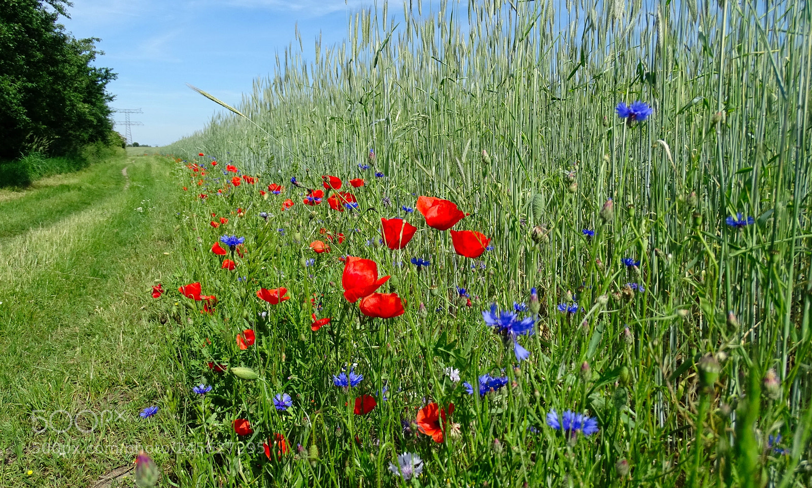 Sony Cyber-shot DSC-HX400V sample photo. Way near a field photography