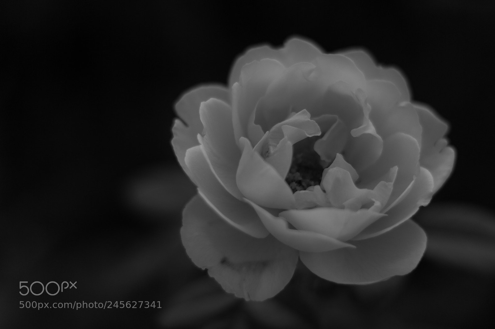 Canon EOS 700D (EOS Rebel T5i / EOS Kiss X7i) sample photo. Before valentine in b photography