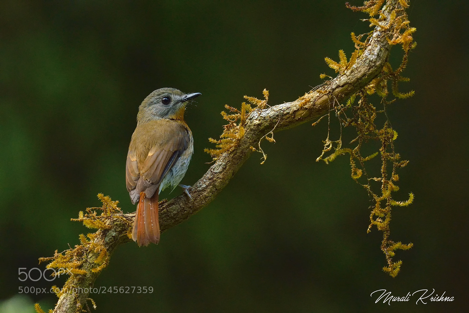 Nikon D800E sample photo. Rusty-tailed flycatcher photography