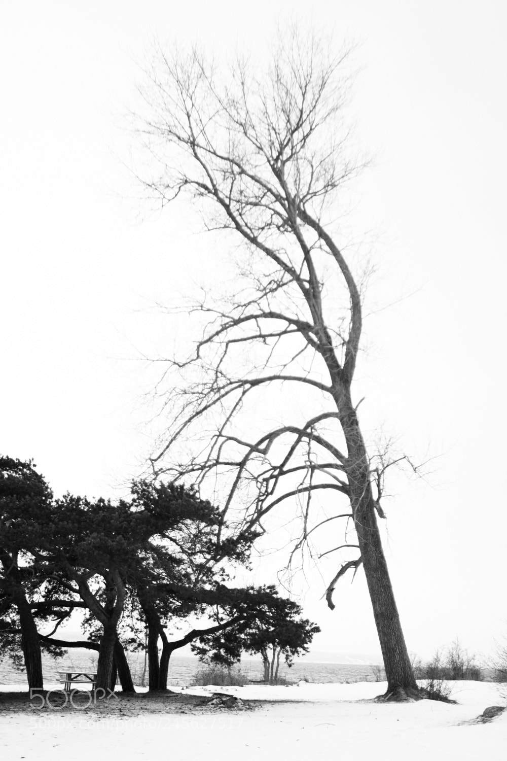 Fujifilm X-E2S sample photo. Tree 1 photography