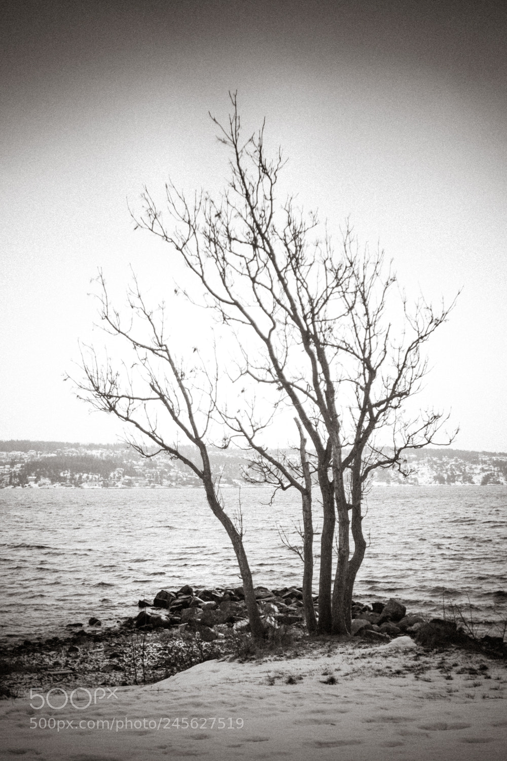 Fujifilm X-E2S sample photo. Tree 2 photography