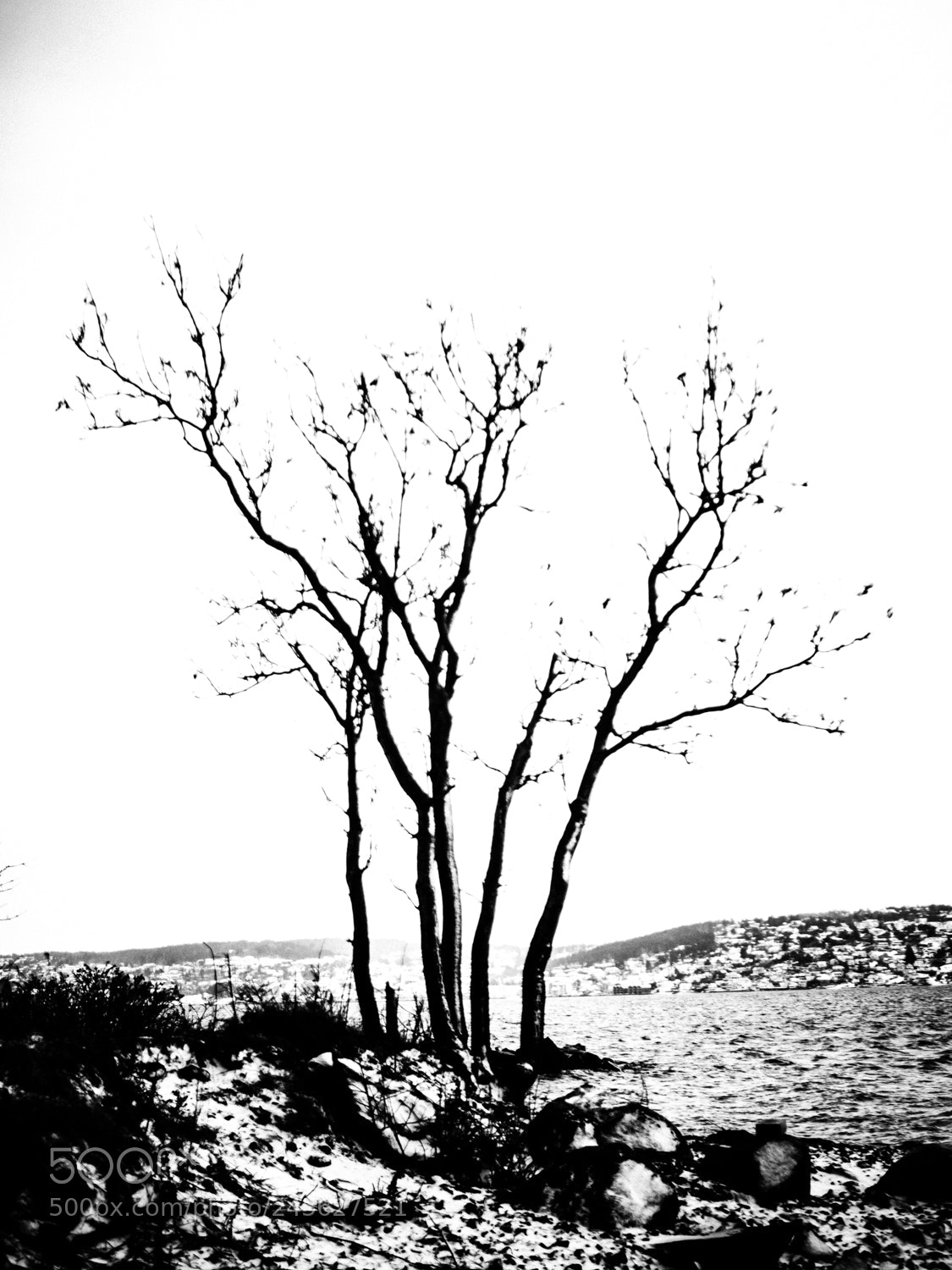Fujifilm X-E2S sample photo. Tree 3 photography