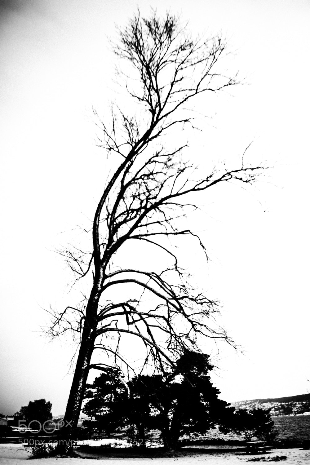 Fujifilm X-E2S sample photo. Tree 4 photography