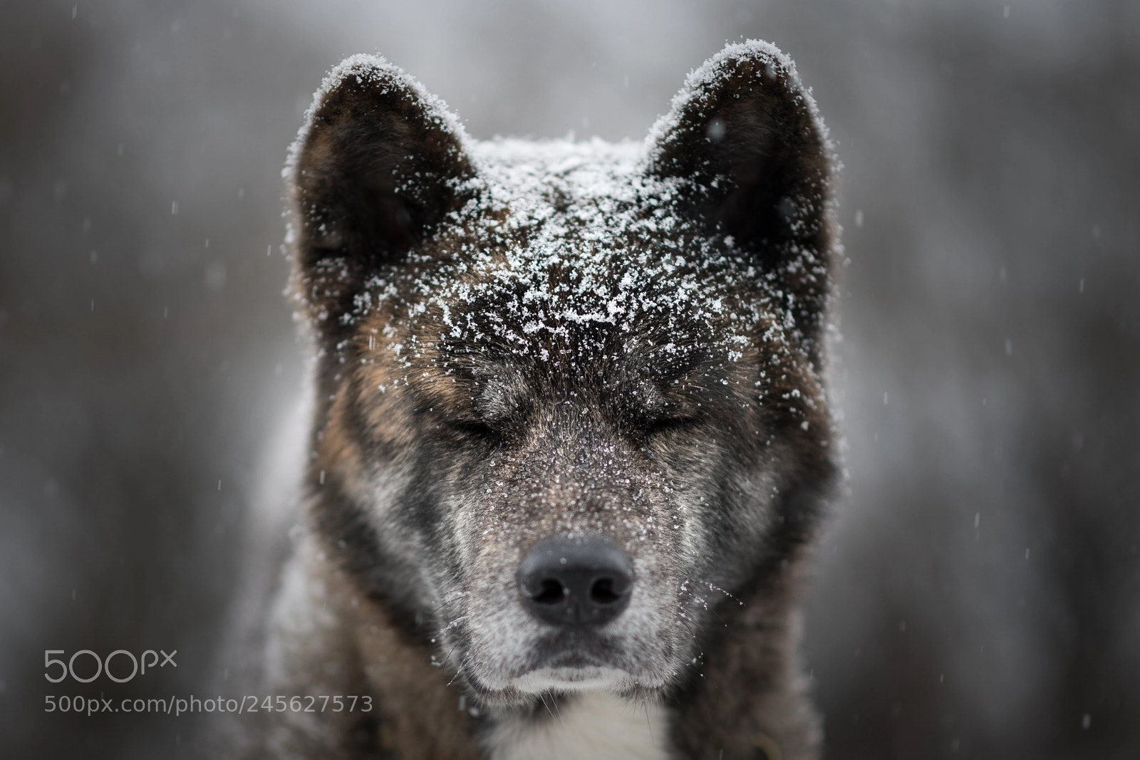 Nikon D850 sample photo. Akita winter series photography