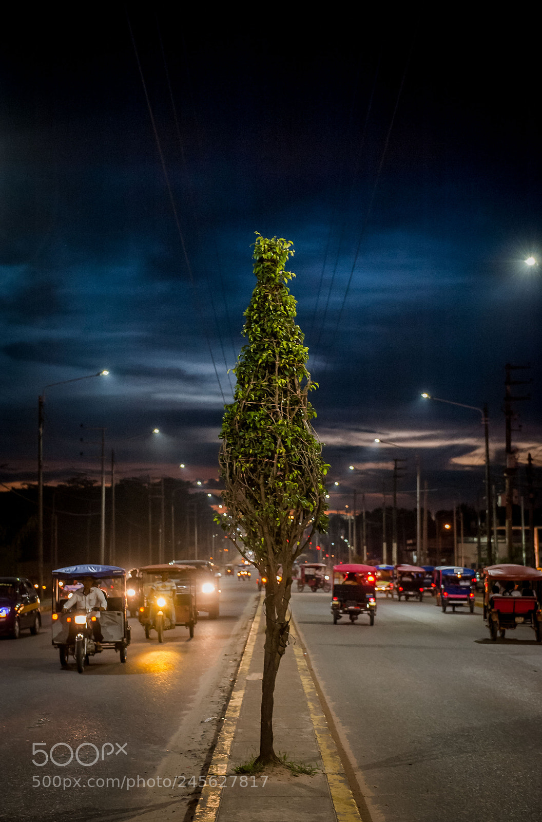 Nikon D700 sample photo. Tree photography
